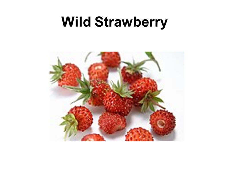 Wild Strawberry